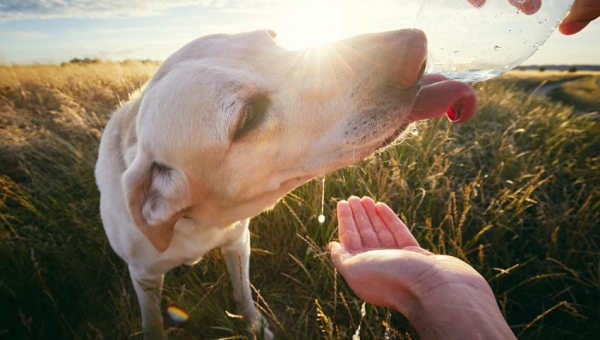 Académico entrega consejos para cuidar a las mascotas de las altas temperaturas